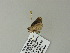  ( - BC ZSM Lep 60870)  @12 [ ] CreativeCommons - Attribution Non-Commercial Share-Alike (2012) Axel Hausmann/Bavarian State Collection of Zoology (ZSM) SNSB, Zoologische Staatssammlung Muenchen