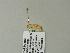  ( - BC ZSM Lep 60872)  @12 [ ] CreativeCommons - Attribution Non-Commercial Share-Alike (2012) Axel Hausmann/Bavarian State Collection of Zoology (ZSM) SNSB, Zoologische Staatssammlung Muenchen