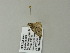  ( - BC ZSM Lep 60886)  @12 [ ] CreativeCommons - Attribution Non-Commercial Share-Alike (2012) Axel Hausmann/Bavarian State Collection of Zoology (ZSM) SNSB, Zoologische Staatssammlung Muenchen