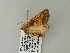 ( - BC ZSM Lep 60922)  @13 [ ] CreativeCommons - Attribution Non-Commercial Share-Alike (2012) Axel Hausmann/Bavarian State Collection of Zoology (ZSM) SNSB, Zoologische Staatssammlung Muenchen