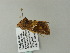  ( - BC ZSM Lep 60925)  @12 [ ] CreativeCommons - Attribution Non-Commercial Share-Alike (2012) Axel Hausmann/Bavarian State Collection of Zoology (ZSM) SNSB, Zoologische Staatssammlung Muenchen