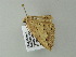  ( - BC ZSM Lep 60934)  @13 [ ] CreativeCommons - Attribution Non-Commercial Share-Alike (2012) Axel Hausmann/Bavarian State Collection of Zoology (ZSM) SNSB, Zoologische Staatssammlung Muenchen