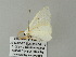  ( - BC ZSM Lep 62089)  @12 [ ] CreativeCommons - Attribution Non-Commercial Share-Alike (2012) Axel Hausmann/Bavarian State Collection of Zoology (ZSM) SNSB, Zoologische Staatssammlung Muenchen