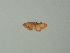  (Idaea AH01Zm - BC ZSM Lep 62101)  @12 [ ] CreativeCommons - Attribution Non-Commercial Share-Alike (2012) Axel Hausmann/Bavarian State Collection of Zoology (ZSM) SNSB, Zoologische Staatssammlung Muenchen