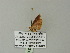  ( - BC ZSM Lep 62103)  @12 [ ] CreativeCommons - Attribution Non-Commercial Share-Alike (2012) Axel Hausmann/Bavarian State Collection of Zoology (ZSM) SNSB, Zoologische Staatssammlung Muenchen