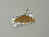  (Idaea BOLD:ABW5954 - BC ZSM Lep 62114)  @13 [ ] CreativeCommons - Attribution Non-Commercial Share-Alike (2012) Axel Hausmann/Bavarian State Collection of Zoology (ZSM) SNSB, Zoologische Staatssammlung Muenchen