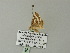  (Conchylia AH01Zm - BC ZSM Lep 62128)  @12 [ ] CreativeCommons - Attribution Non-Commercial Share-Alike (2012) Axel Hausmann/Bavarian State Collection of Zoology (ZSM) SNSB, Zoologische Staatssammlung Muenchen