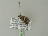 ( - BC ZSM Lep 62136)  @12 [ ] CreativeCommons - Attribution Non-Commercial Share-Alike (2012) Axel Hausmann/Bavarian State Collection of Zoology (ZSM) SNSB, Zoologische Staatssammlung Muenchen