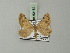  ( - BC ZSM Lep 62182)  @13 [ ] CreativeCommons - Attribution Non-Commercial Share-Alike (2012) Axel Hausmann/Bavarian State Collection of Zoology (ZSM) SNSB, Zoologische Staatssammlung Muenchen