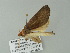  ( - BC ZSM Lep 62208)  @12 [ ] CreativeCommons - Attribution Non-Commercial Share-Alike (2012) Axel Hausmann/Bavarian State Collection of Zoology (ZSM) SNSB, Zoologische Staatssammlung Muenchen