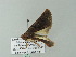  ( - BC ZSM Lep 62267)  @13 [ ] CreativeCommons - Attribution Non-Commercial Share-Alike (2012) Axel Hausmann/Bavarian State Collection of Zoology (ZSM) SNSB, Zoologische Staatssammlung Muenchen
