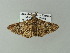  ( - BC ZSM Lep 62300)  @13 [ ] CreativeCommons - Attribution Non-Commercial Share-Alike (2012) Axel Hausmann/Bavarian State Collection of Zoology (ZSM) SNSB, Zoologische Staatssammlung Muenchen