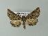  ( - BC ZSM Lep 62301)  @13 [ ] CreativeCommons - Attribution Non-Commercial Share-Alike (2012) Axel Hausmann/Bavarian State Collection of Zoology (ZSM) SNSB, Zoologische Staatssammlung Muenchen