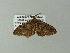  ( - BC ZSM Lep 62307)  @13 [ ] CreativeCommons - Attribution Non-Commercial Share-Alike (2012) Axel Hausmann/Bavarian State Collection of Zoology (ZSM) SNSB, Zoologische Staatssammlung Muenchen