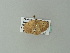  ( - BC ZSM Lep 62331)  @12 [ ] CreativeCommons - Attribution Non-Commercial Share-Alike (2012) Axel Hausmann/Bavarian State Collection of Zoology (ZSM) SNSB, Zoologische Staatssammlung Muenchen