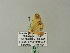  ( - BC ZSM Lep 62333)  @12 [ ] CreativeCommons - Attribution Non-Commercial Share-Alike (2012) Axel Hausmann/Bavarian State Collection of Zoology (ZSM) SNSB, Zoologische Staatssammlung Muenchen