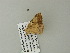  ( - BC ZSM Lep 62335)  @12 [ ] CreativeCommons - Attribution Non-Commercial Share-Alike (2012) Axel Hausmann/Bavarian State Collection of Zoology (ZSM) SNSB, Zoologische Staatssammlung Muenchen