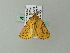  ( - BC ZSM Lep 62344)  @12 [ ] CreativeCommons - Attribution Non-Commercial Share-Alike (2012) Axel Hausmann/Bavarian State Collection of Zoology (ZSM) SNSB, Zoologische Staatssammlung Muenchen