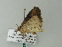  ( - BC ZSM Lep 62348)  @12 [ ] CreativeCommons - Attribution Non-Commercial Share-Alike (2012) Axel Hausmann/Bavarian State Collection of Zoology (ZSM) SNSB, Zoologische Staatssammlung Muenchen