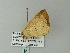  ( - BC ZSM Lep 62360)  @12 [ ] CreativeCommons - Attribution Non-Commercial Share-Alike (2012) Axel Hausmann/Bavarian State Collection of Zoology (ZSM) SNSB, Zoologische Staatssammlung Muenchen