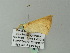  ( - BC ZSM Lep 62365)  @13 [ ] CreativeCommons - Attribution Non-Commercial Share-Alike (2012) Axel Hausmann/Bavarian State Collection of Zoology (ZSM) SNSB, Zoologische Staatssammlung Muenchen