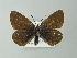  ( - BC ZSM Lep 62389)  @13 [ ] CreativeCommons - Attribution Non-Commercial Share-Alike (2012) Axel Hausmann/Bavarian State Collection of Zoology (ZSM) SNSB, Zoologische Staatssammlung Muenchen