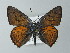  (Lycaena alciphron - BC ZSM Lep 62402)  @14 [ ] CreativeCommons - Attribution Non-Commercial Share-Alike (2012) Axel Hausmann/Bavarian State Collection of Zoology (ZSM) SNSB, Zoologische Staatssammlung Muenchen