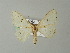  (Somatina AH01Ml - BC ZSM Lep 62473)  @14 [ ] CreativeCommons - Attribution Non-Commercial Share-Alike (2012) Axel Hausmann/Bavarian State Collection of Zoology (ZSM) SNSB, Zoologische Staatssammlung Muenchen