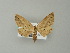  ( - BC ZSM Lep 62474)  @13 [ ] CreativeCommons - Attribution Non-Commercial Share-Alike (2012) Axel Hausmann/Bavarian State Collection of Zoology (ZSM) SNSB, Zoologische Staatssammlung Muenchen