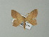  ( - BC ZSM Lep 62475)  @13 [ ] CreativeCommons - Attribution Non-Commercial Share-Alike (2012) Axel Hausmann/Bavarian State Collection of Zoology (ZSM) SNSB, Zoologische Staatssammlung Muenchen