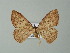  (Scopula dentisignata - BC ZSM Lep 62476)  @12 [ ] CreativeCommons - Attribution Non-Commercial Share-Alike (2012) Axel Hausmann/Bavarian State Collection of Zoology (ZSM) SNSB, Zoologische Staatssammlung Muenchen