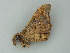  ( - BC ZSM Lep 62539)  @12 [ ] CreativeCommons - Attribution Non-Commercial Share-Alike (2012) Axel Hausmann/Bavarian State Collection of Zoology (ZSM) SNSB, Zoologische Staatssammlung Muenchen