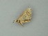  ( - BC ZSM Lep 62551)  @12 [ ] CreativeCommons - Attribution Non-Commercial Share-Alike (2012) Axel Hausmann/Bavarian State Collection of Zoology (ZSM) SNSB, Zoologische Staatssammlung Muenchen