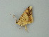  ( - BC ZSM Lep 62585)  @13 [ ] CreativeCommons - Attribution Non-Commercial Share-Alike (2012) Axel Hausmann/Bavarian State Collection of Zoology (ZSM) SNSB, Zoologische Staatssammlung Muenchen
