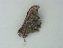  ( - BC ZSM Lep 62601)  @12 [ ] CreativeCommons - Attribution Non-Commercial Share-Alike (2012) Axel Hausmann/Bavarian State Collection of Zoology (ZSM) SNSB, Zoologische Staatssammlung Muenchen