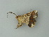  ( - BC ZSM Lep 62606)  @12 [ ] CreativeCommons - Attribution Non-Commercial Share-Alike (2012) Axel Hausmann/Bavarian State Collection of Zoology (ZSM) SNSB, Zoologische Staatssammlung Muenchen