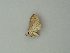  (Epiplema AH05Ph - BC ZSM Lep 62643)  @12 [ ] CreativeCommons - Attribution Non-Commercial Share-Alike (2012) Axel Hausmann/Bavarian State Collection of Zoology (ZSM) SNSB, Zoologische Staatssammlung Muenchen