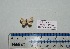  (Idaea AH02Gm - BC ZSM Lep 20397)  @12 [ ] Copyright (2012) Axel Hausmann/Bavarian State Collection of Zoology (ZSM) SNSB, Zoologische Staatssammlung Muenchen