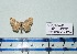  (Scopula AH03Gm - BC ZSM Lep 20454)  @11 [ ] Copyright (2012) Axel Hausmann/Bavarian State Collection of Zoology (ZSM) SNSB, Zoologische Staatssammlung Muenchen
