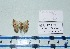  ( - BC ZSM Lep 20468)  @11 [ ] Copyright (2012) Axel Hausmann/Bavarian State Collection of Zoology (ZSM) SNSB, Zoologische Staatssammlung Muenchen