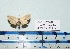  ( - BC ZSM Lep 20472)  @13 [ ] Copyright (2012) Axel Hausmann/Bavarian State Collection of Zoology (ZSM) SNSB, Zoologische Staatssammlung Muenchen