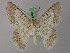  (Pingasa subdentata - BC ZSM Lep 58187)  @11 [ ] by-nc-sa (2025) SNSB, Staatliche Naturwissenschaftliche Sammlungen Bayerns ZSM (SNSB, Zoologische Staatssammlung Muenchen)
