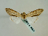  (Cucullia pallidicolor - BC ZSM Lep 58576)  @12 [ ] CreativeCommons - Attribution Non-Commercial Share-Alike (2012) Axel Hausmann/Bavarian State Collection of Zoology (ZSM) SNSB, Zoologische Staatssammlung Muenchen
