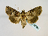  ( - BC ZSM Lep 58581)  @12 [ ] CreativeCommons - Attribution Non-Commercial Share-Alike (2012) Axel Hausmann/Bavarian State Collection of Zoology (ZSM) SNSB, Zoologische Staatssammlung Muenchen