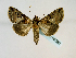  (Abrostola violacea - BC ZSM Lep 58582)  @13 [ ] CreativeCommons - Attribution Non-Commercial Share-Alike (2012) Axel Hausmann/Bavarian State Collection of Zoology (ZSM) SNSB, Zoologische Staatssammlung Muenchen