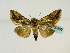  ( - BC ZSM Lep 58583)  @13 [ ] CreativeCommons - Attribution Non-Commercial Share-Alike (2012) Axel Hausmann/Bavarian State Collection of Zoology (ZSM) SNSB, Zoologische Staatssammlung Muenchen
