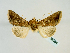  ( - BC ZSM Lep 58584)  @12 [ ] CreativeCommons - Attribution Non-Commercial Share-Alike (2012) Axel Hausmann/Bavarian State Collection of Zoology (ZSM) SNSB, Zoologische Staatssammlung Muenchen