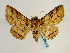  ( - BC ZSM Lep 58612)  @14 [ ] CreativeCommons - Attribution Non-Commercial Share-Alike (2012) Axel Hausmann/Bavarian State Collection of Zoology (ZSM) SNSB, Zoologische Staatssammlung Muenchen