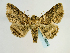  ( - BC ZSM Lep 58613)  @14 [ ] CreativeCommons - Attribution Non-Commercial Share-Alike (2012) Axel Hausmann/Bavarian State Collection of Zoology (ZSM) SNSB, Zoologische Staatssammlung Muenchen