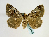  (Cerocala contraria - BC ZSM Lep 58615)  @13 [ ] CreativeCommons - Attribution Non-Commercial Share-Alike (2012) Axel Hausmann/Bavarian State Collection of Zoology (ZSM) SNSB, Zoologische Staatssammlung Muenchen